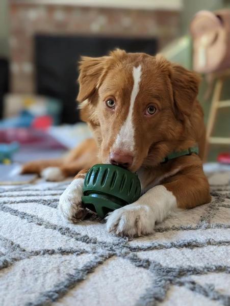 Refillable Slow Feeder Dog Ball Rubber Dog Food Ball Toy Durable