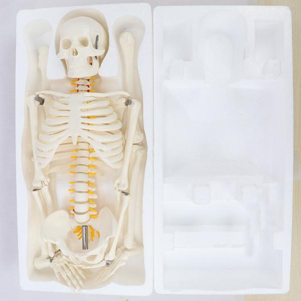 5' 6 Life Size Human Skeleton Anatomy Model For Medical Skeleton Education