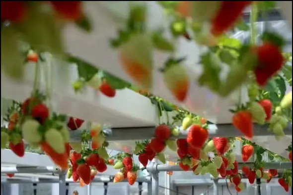 Коммерческая культура без почвы гидропоника НФТ ПВХ трубная система для салата