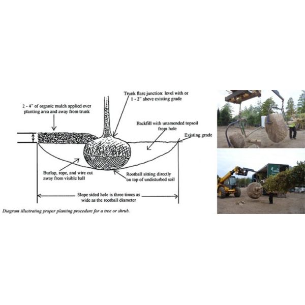 El negro recuece la cesta de alambre de la bola de raíz para los árboles o planta los transportes de Rootball
