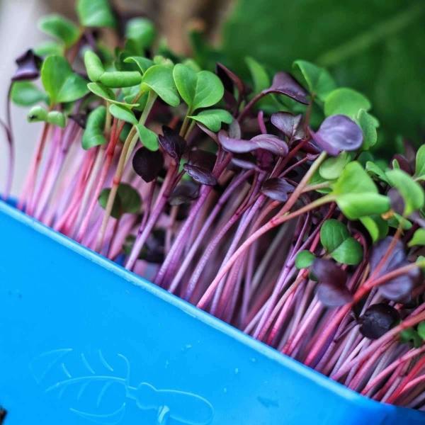 Upgrade Your Harvesting Process with 1200mm Aquaponics Microgreens Harvester 170 KG