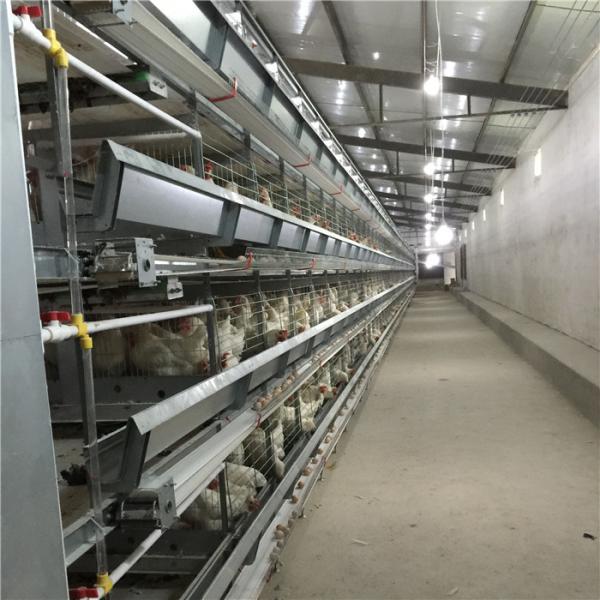 Hot Dipped Galvanized H Frame Automatic Battery Animal Cage/Chicken Layer Cage/Chicken Layer Battery Cage For Sale