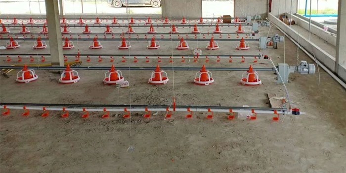 Цепной питаясь цыпленок системы разводя оборудование