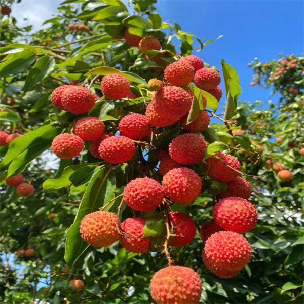 Aceite de fragancia premium de fruta Aceite de esencia de lichi para la fabricación de pasta de dientes