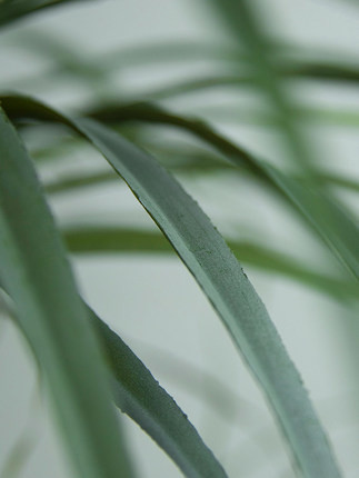 Dracaena выставочного зала деревьев ландшафта 180cm заводы высокорослого искусственного в горшке