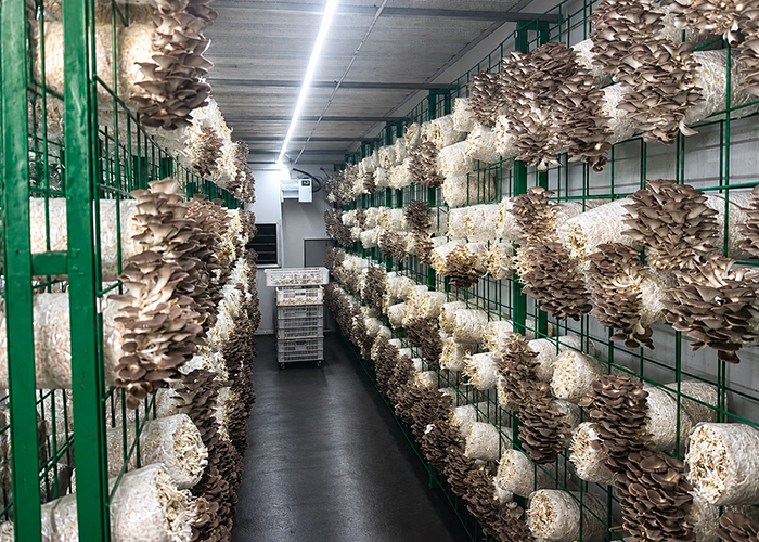 High-Yield Intelligent Mushroom Growing Container With Auto Climate Control System