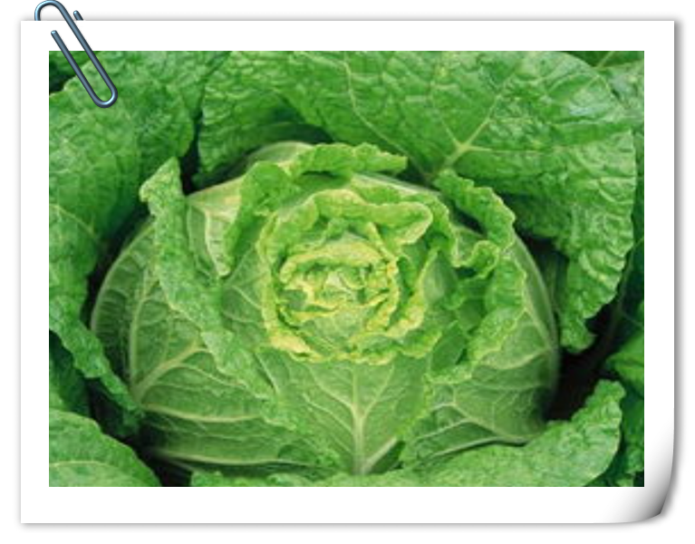 Líquido solúvel em água do ácido aminado de Oligopeptides do adubo orgânico para a plantação da couve