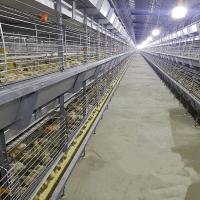 Équipement automatique de poule à poulet 380V 50HZ accrédité par le SONCAP
