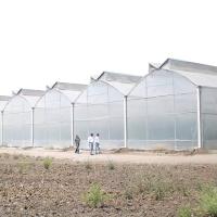 Poly Tunnel Plastic Film 200 Micron Multi-span Customized Agricultural Greenhouse