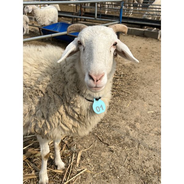 animal cattle neck tag certificate,laser ear tag,80*65mm,hole 16mm