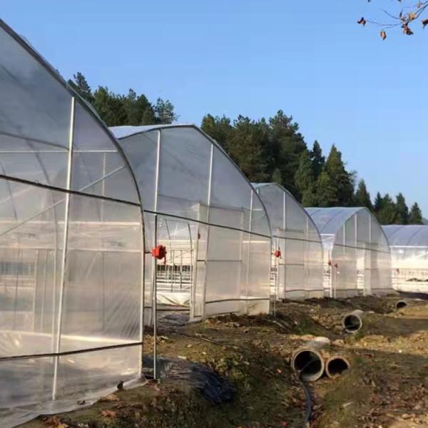 Single Span Poly Film Tunnel Arch Plastic Film Greenhouse Strawberry Fruits Planting