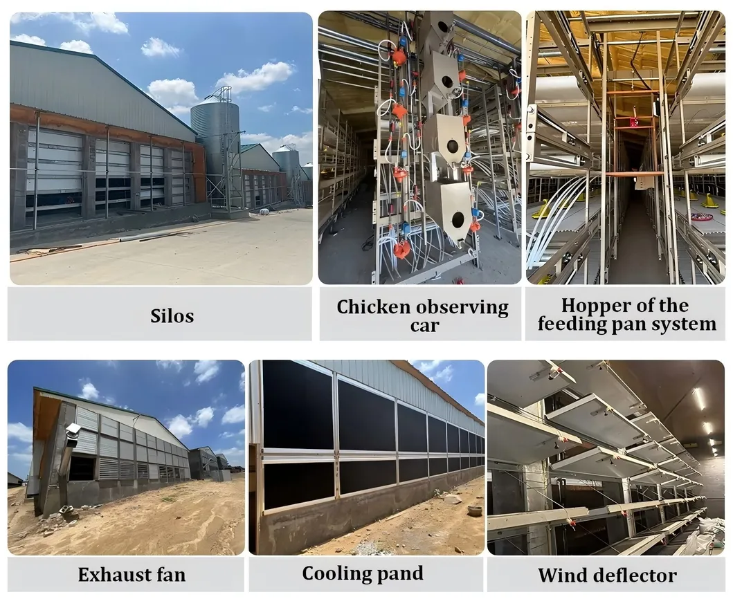 Automatic Chain Type Broiler Cage Equipment Chicken Harvest Cage For Poultry Farming