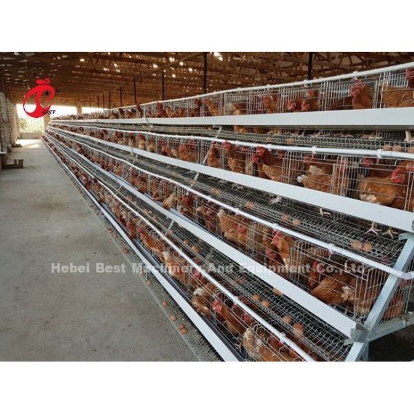 A And H Chicken Cage Equipment For Raising Chickens Farm Doris