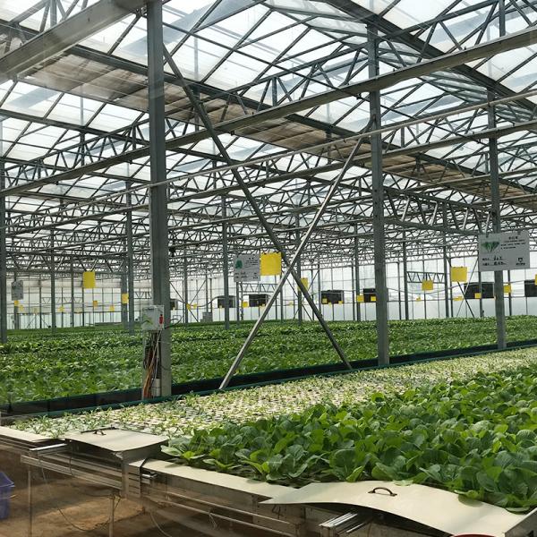 Hidropônica Vertical Agricultura Estufas para Erva e Tomate Crescimento em tamanho personalizado