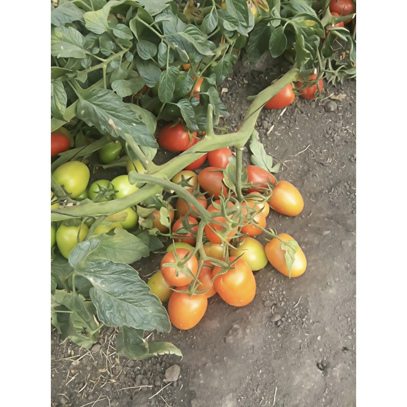 Hongfeng Determinate Oval Shape F1 Hybrid Tomato Seeds Processing Tomato Seeds T04