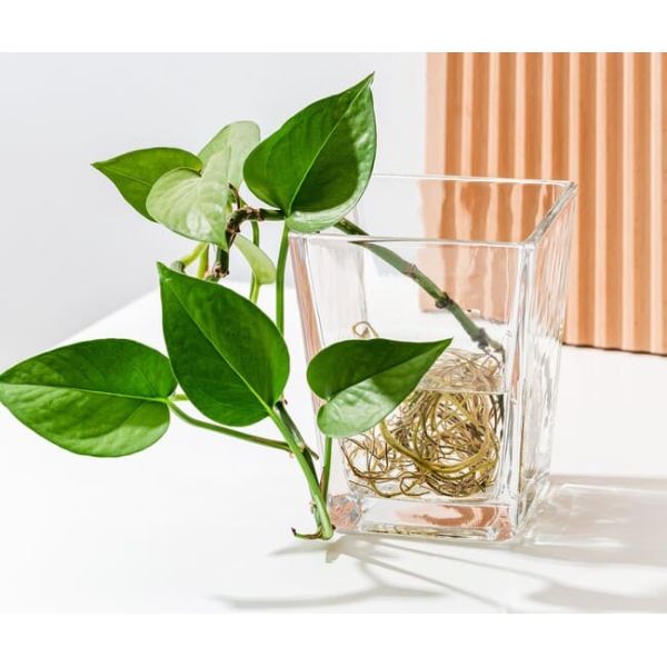 Clear Home Decoration Glass Machine Made Square Tapered Glass Vases 4.65 Inch Tall