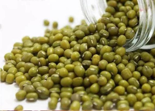 Dried Natural  Green Mung Bean  Agricultural Products
