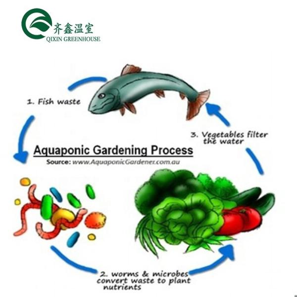 Vegetable Fruits Flowers Aquaponics System Multi-Span Agricultural Greenhouses Yield
