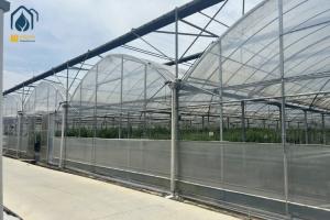 Multi Span Greenhouse For Modern Farms Greenhouse Water Saving Organic Crops