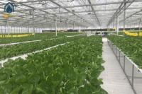NFT Hydroponic PVC Growing Pipes System For High Yield Lettuce Cultivation