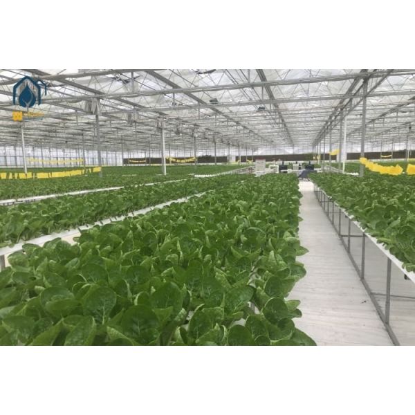 Customized NFT Hydroponic System 100*50mm PVC Pipe Hydroponics System