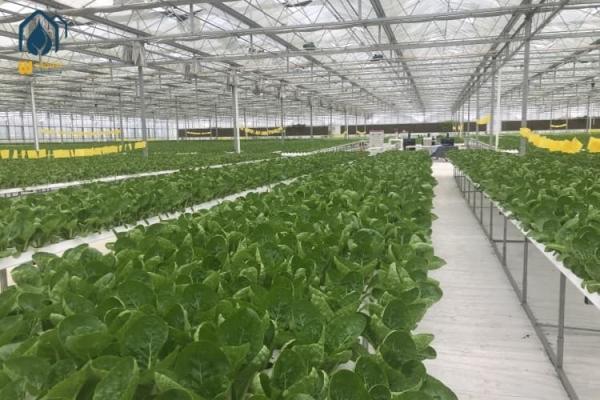 NFT Hydroponic PVC Growing Pipes System For High Yield Lettuce Cultivation