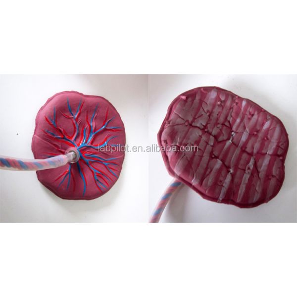 Advanced PVC Placental Care Model Newborn Baby Manikin for Healthcare Professionals