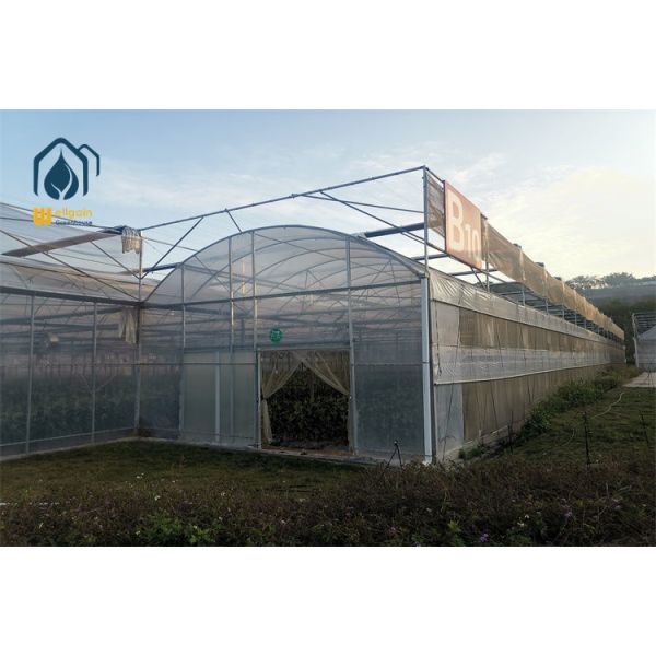 Solar Powered Multi Span Greenhouse with Photovoltaic Panels for Off-Grid Sustainable Eco Friendly Farming