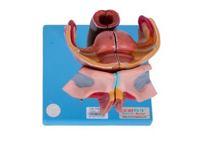 Female External And Internal Genital Organs Model For Colleges Training