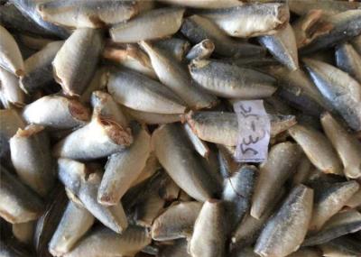 Cavala inteira congelada do Pacífico 25g 35g HGT cavalo maioria fresco