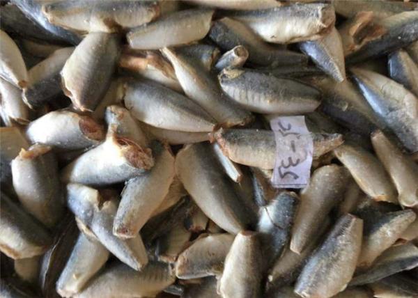 Cavala inteira congelada do Pacífico 25g 35g HGT cavalo maioria fresco