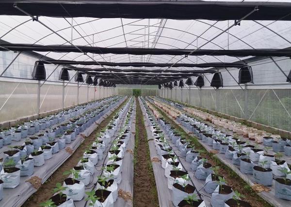 Serre galvanisée résistante à la rouille avec film plastique anti-grêle pour les climats difficiles