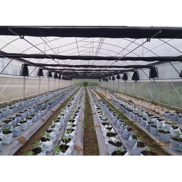 Rustproof Galvanized Greenhouse With Anti-Hail Plastic Film For Harsh Climates