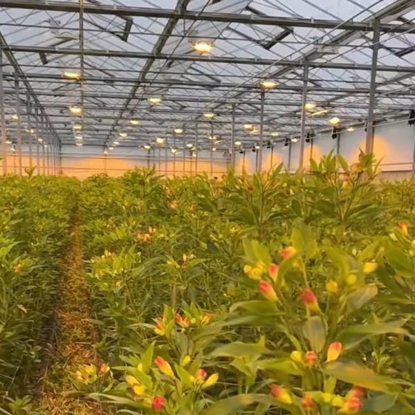 US 20/Square Meter Ju Xiang Glass Greenhouse for Cultivating Vegetables Full Payment