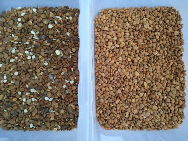 Compact Parboiled Rice Color Sorting Machine High Speed Accuracy