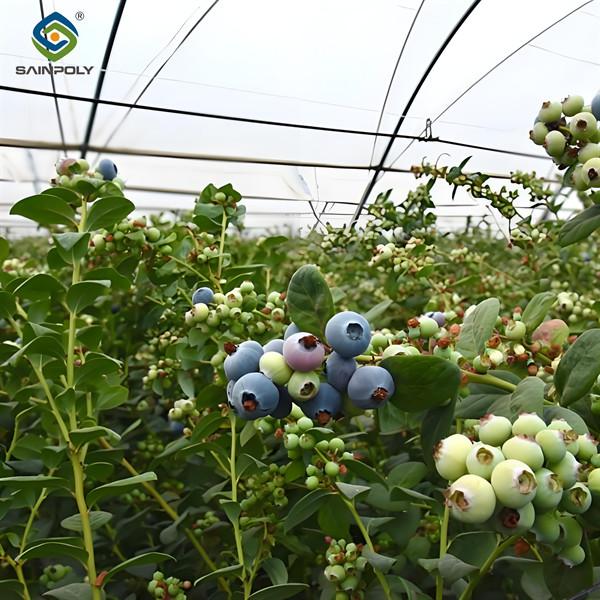 Plantation de bleuets à plusieurs étendues Serre de culture de fruits avec système d'irrigation