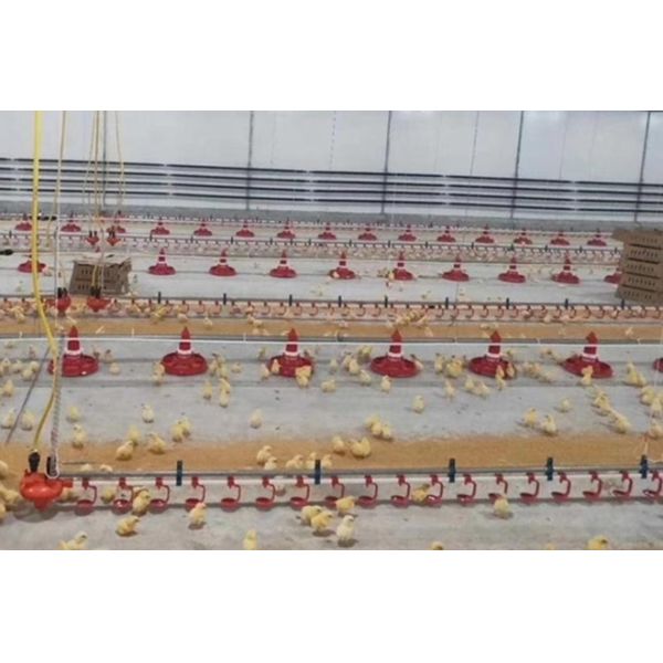 Broiler Breeder House Stainless Poultry Farm Equipment