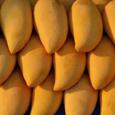 Linha de processamento misturada concentrada de alta capacidade do doce do fruto/eficiência