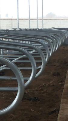 Stainless Steel two side cow free stall Anti Corrosion