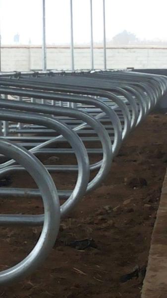 Stainless Steel two side cow free stall Anti Corrosion