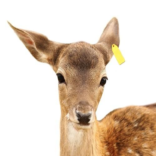 Customized Professional UHF RFID Ear Tags for Livestock Tracking Leading Animal Ear Tags
