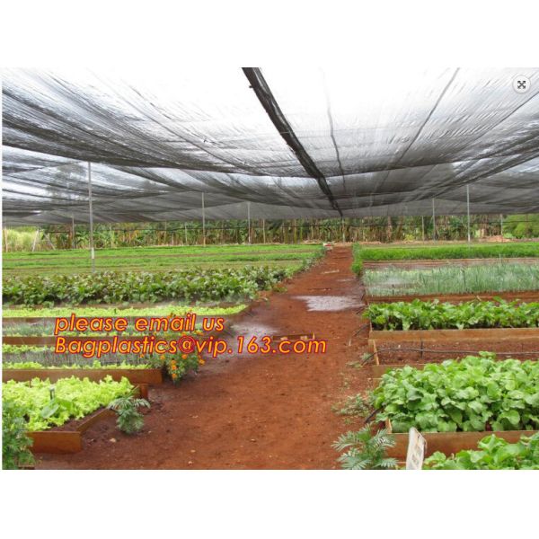 agriculture anti insect net on roll insect proof mesh for greenhouse,Greenhouse Anti Insect Netting /Agriculture Netting