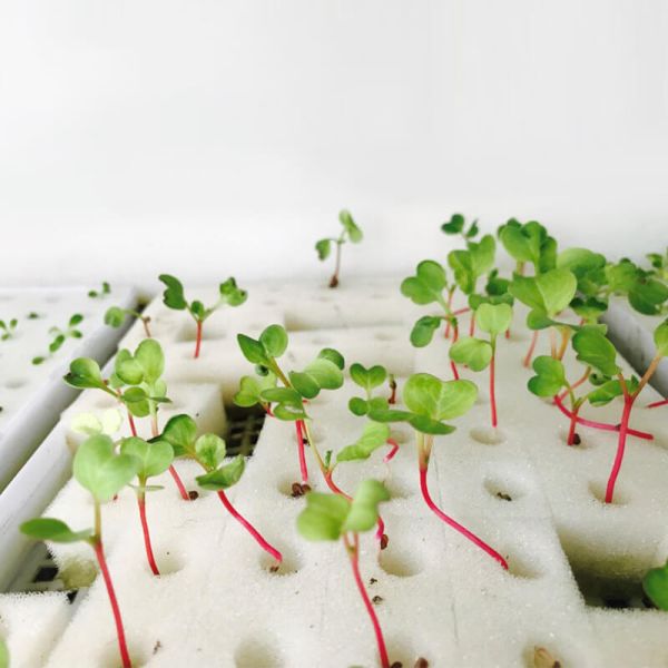 Pre Cut Hydroponic Planting Sponge 20kg/M3-30kg/M3 Hydroponic Starter Plugs