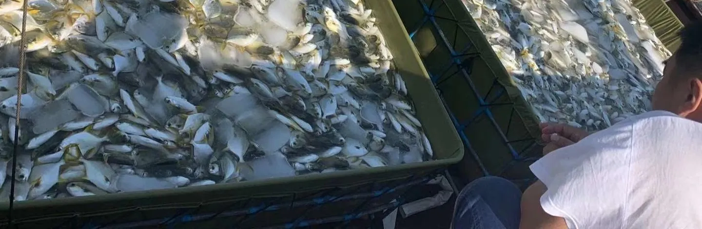 Boost Your Aquaculture Yield: HDPE Fish Cage With Significant Production Growth