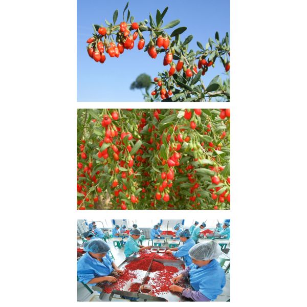 Factory Supply Price Dried Goji Berry
