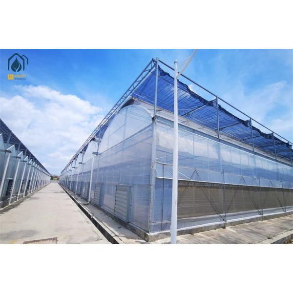 Tomato Lettuce Hydroponic Green Houses Agricultural Reinforced Plastic Greenhouse