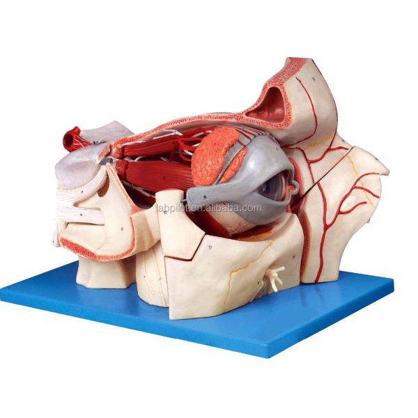 Ophthalmological Anatomical Models Eyeball Model and Orbit with Deluxe 9-part Eye Model