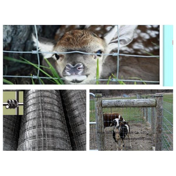 Cattle Farming Fence / Hot-Dipped Filed Wire Mesh Fence For Poultry