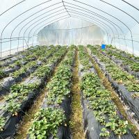 Venda a quente Estufas de túnel poliestufas Estufas agrícolas de solo único para o cultivo de morangos