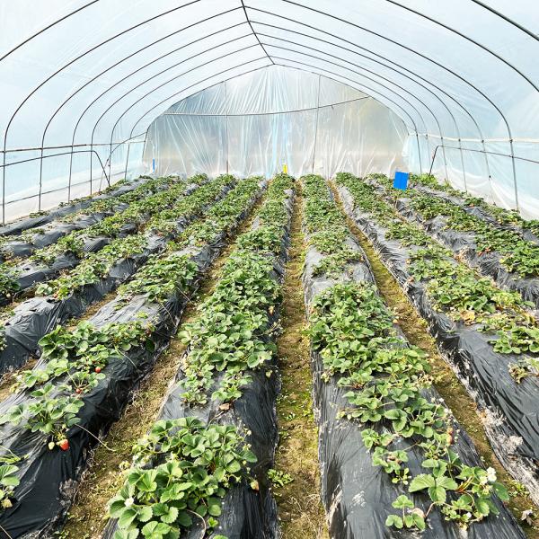 Hot Sale Poly Tunnel Strawberry Greenhouse Agricultural Single-span Greenhouse For Strawberry Growing